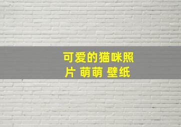 可爱的猫咪照片 萌萌 壁纸