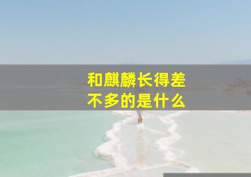 和麒麟长得差不多的是什么