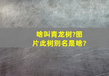 啥叫青龙树?图片此树别名是啥?