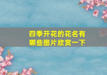 四季开花的花名有哪些图片欣赏一下