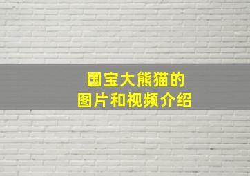 国宝大熊猫的图片和视频介绍