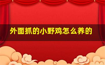 外面抓的小野鸡怎么养的