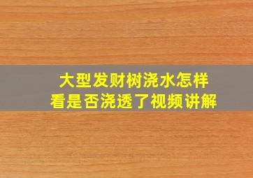 大型发财树浇水怎样看是否浇透了视频讲解