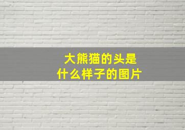 大熊猫的头是什么样子的图片