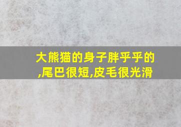 大熊猫的身子胖乎乎的,尾巴很短,皮毛很光滑