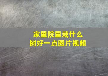 家里院里栽什么树好一点图片视频