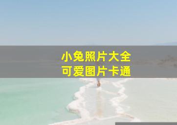 小兔照片大全可爱图片卡通