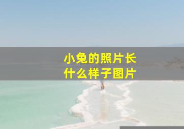 小兔的照片长什么样子图片