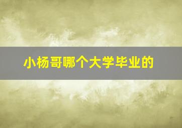 小杨哥哪个大学毕业的