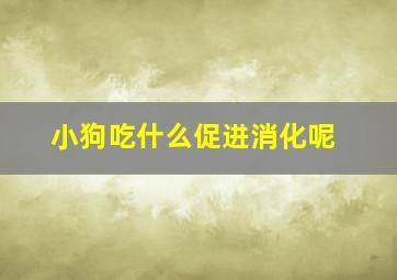 小狗吃什么促进消化呢