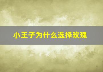 小王子为什么选择玫瑰