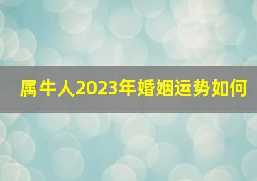 属牛人2023年婚姻运势如何