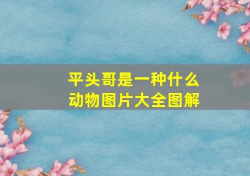 平头哥是一种什么动物图片大全图解