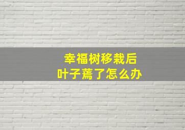 幸福树移栽后叶子蔫了怎么办