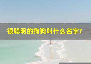 很聪明的狗狗叫什么名字?