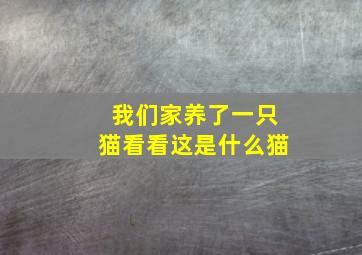 我们家养了一只猫看看这是什么猫