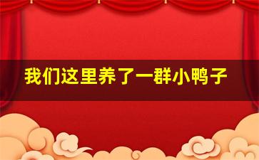 我们这里养了一群小鸭子