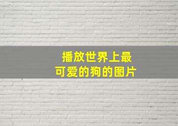 播放世界上最可爱的狗的图片