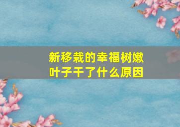 新移栽的幸福树嫩叶子干了什么原因