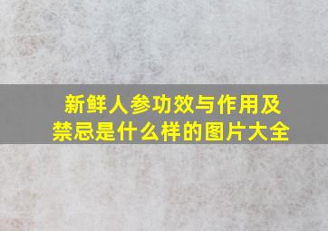 新鲜人参功效与作用及禁忌是什么样的图片大全