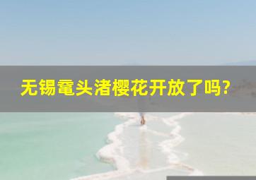 无锡鼋头渚樱花开放了吗?