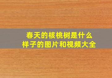 春天的核桃树是什么样子的图片和视频大全