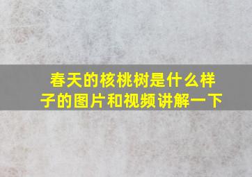 春天的核桃树是什么样子的图片和视频讲解一下