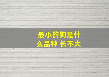 最小的狗是什么品种 长不大