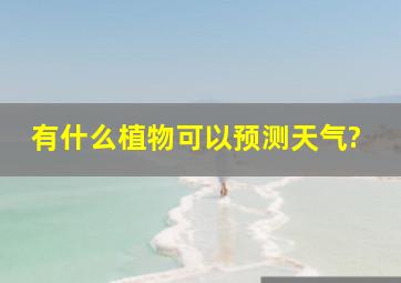 有什么植物可以预测天气?