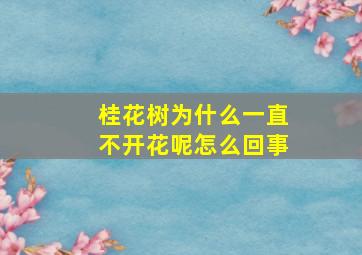 桂花树为什么一直不开花呢怎么回事