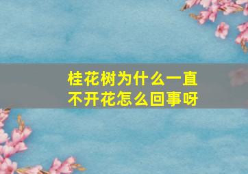 桂花树为什么一直不开花怎么回事呀