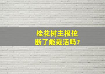 桂花树主根挖断了能栽活吗?