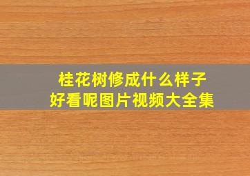 桂花树修成什么样子好看呢图片视频大全集