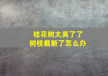 桂花树太高了了树枝截断了怎么办