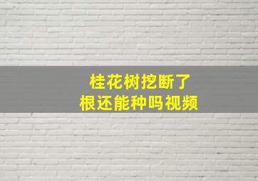 桂花树挖断了根还能种吗视频