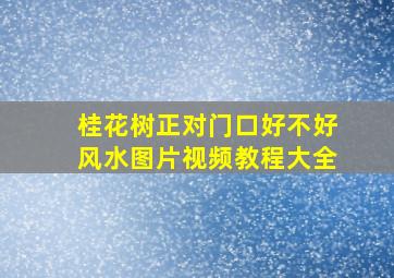 桂花树正对门口好不好风水图片视频教程大全