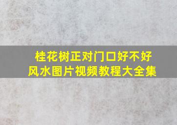 桂花树正对门口好不好风水图片视频教程大全集