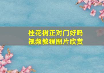 桂花树正对门好吗视频教程图片欣赏