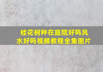 桂花树种在庭院好吗风水好吗视频教程全集图片