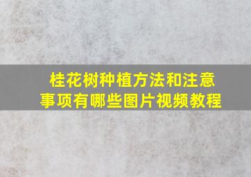 桂花树种植方法和注意事项有哪些图片视频教程