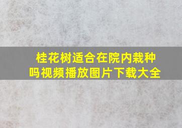 桂花树适合在院内栽种吗视频播放图片下载大全