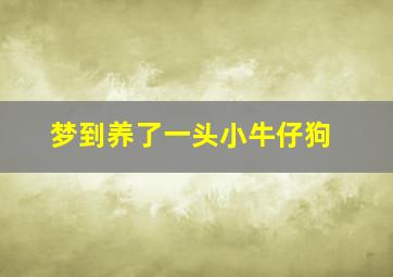 梦到养了一头小牛仔狗