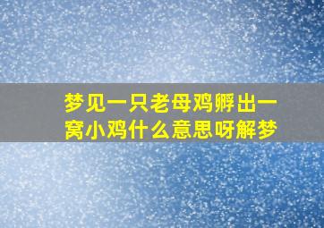 梦见一只老母鸡孵出一窝小鸡什么意思呀解梦