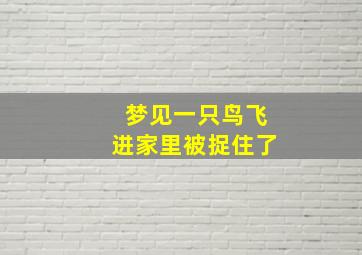 梦见一只鸟飞进家里被捉住了