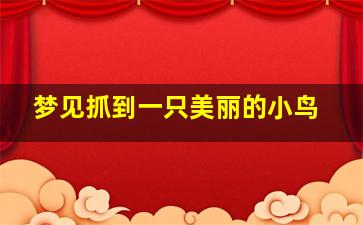 梦见抓到一只美丽的小鸟