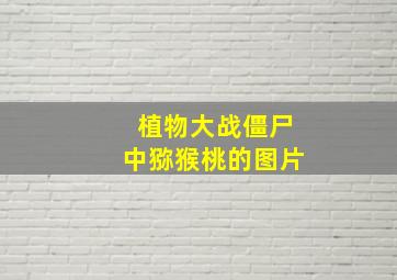 植物大战僵尸中猕猴桃的图片