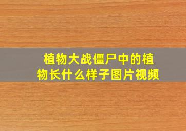 植物大战僵尸中的植物长什么样子图片视频