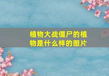 植物大战僵尸的植物是什么样的图片