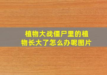 植物大战僵尸里的植物长大了怎么办呢图片