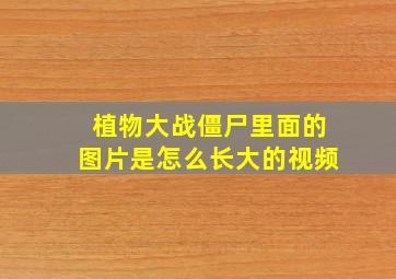 植物大战僵尸里面的图片是怎么长大的视频